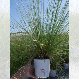 Muhlenbergia capillaris