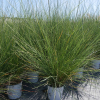 Muhlenbergia capillaris