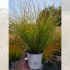 Laîche 'Prairie Fire' (Carex testacea)