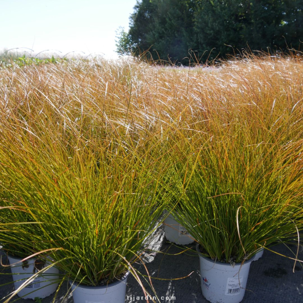 Laîche 'Prairie Fire' (Carex testacea)