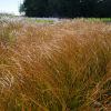 Laîche 'Prairie Fire' (Carex testacea)