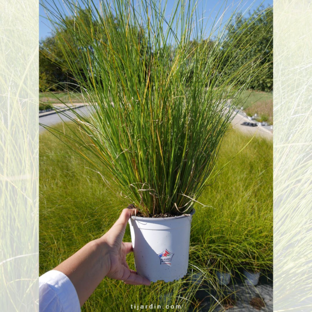 Laîche de Howard 'Phoenix Green' (Carex howardii)