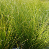 Laîche de Howard 'Phoenix Green' (Carex howardii)