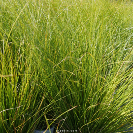 Laîche de Howard 'Phoenix Green' (Carex howardii)