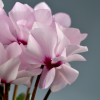 Cyclamen 'Petit Moulin®'