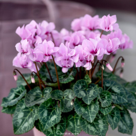 Cyclamen 'Petit Moulin®'