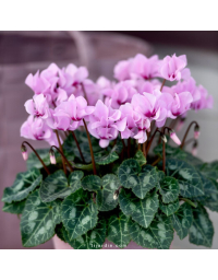 Cyclamen 'Petit Moulin®'