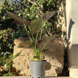 Alocasia Wentii