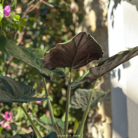 Alocasia Wentii