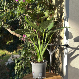 Alocasia Cucullata