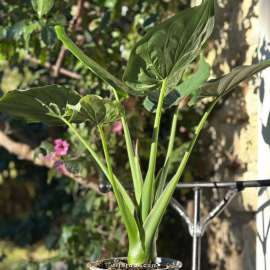 Alocasia Cucullata