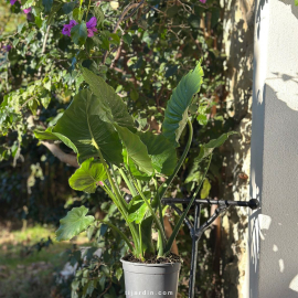 Alocasia Gageana California