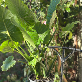 Alocasia Gageana California