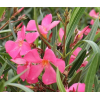 Laurier-rose 'Maurin des Maures' (Nerium oleander)