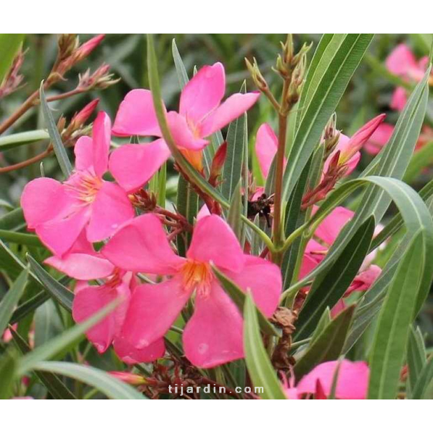 Laurier-rose 'Maurin des Maures' (Nerium oleander)