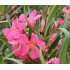 Laurier-rose 'Maurin des Maures' (Nerium oleander)