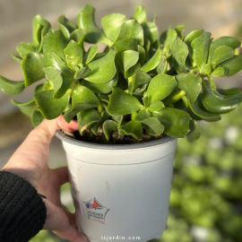 Crassula Arborescens