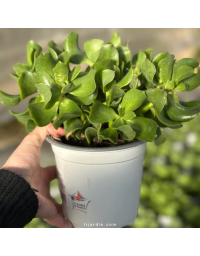 Crassula Arborescens