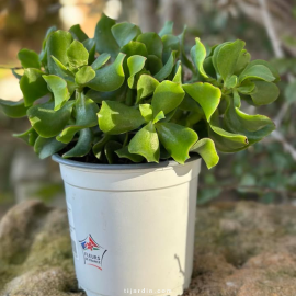 Crassula Ovata