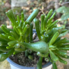 Crassula Ovata