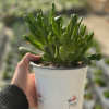 Crassula Ovata