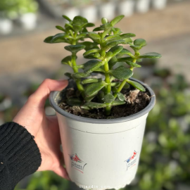 Crassula Ovata