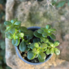 Crassula Ovata