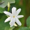 Jasminum sambac