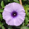 Ipomoea cairica