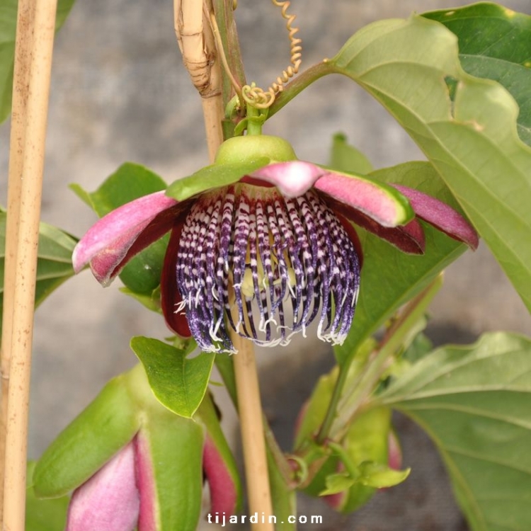 Passiflora 'Quadrangularis' : Barbadine à fruit comestible - Tijardin