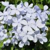 Plumbago capensis