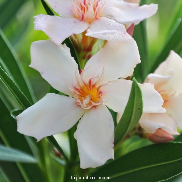 Nerium Oleander Angiolo Pucci