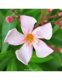 Laurier-rose 'Caro' (Nerium oleander)