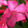 Nerium oleander 'Ville de Serhnac'