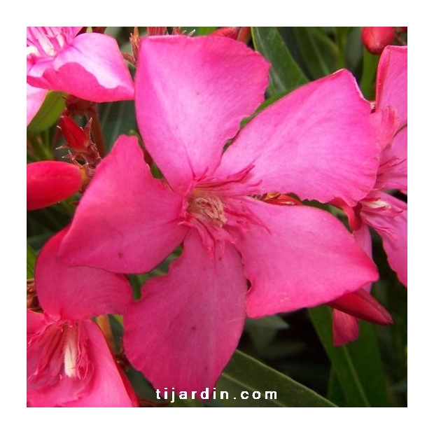 Nerium oleander 'Ville de Serhnac'