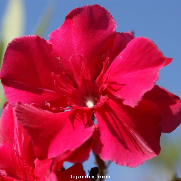 Nerium oleander 'Commandant Barthélémy'