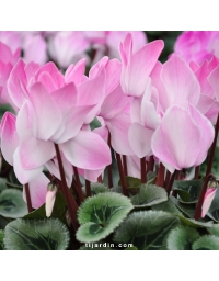 Cyclamen 'Blush' Intense