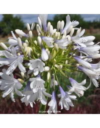 Agapanthe 'Queen Mum'