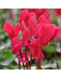 Cyclamen Outstanding magenta foncé