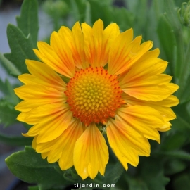 Gaillarde 'Sunrita'