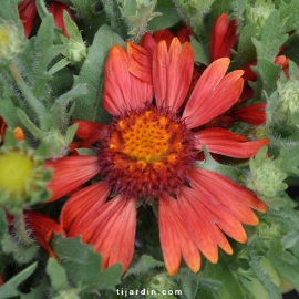 Gaillarde 'Sunrita'