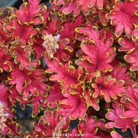 Coleus 'Copper'-Solenostemon