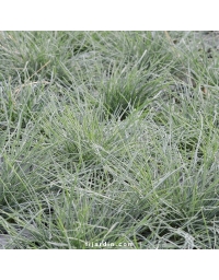 Fétuque glauque 'Intense Blue' (Festuca glauca)