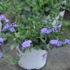 Convolvulus hybride 'Blue Cascade'