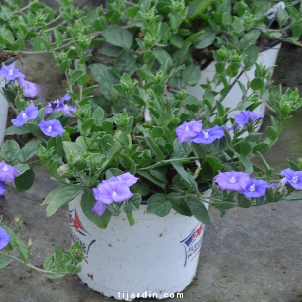 Convolvulus hybride 'Blue Cascade'