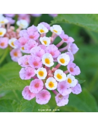 Lantana camara 'Cream Pearl'