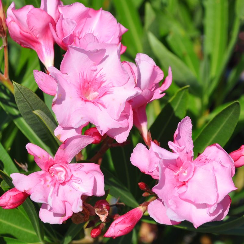 Laurier-rose 'Italia' : fleurs roses à rouges parfumées, plante vigoureuse  - Tijardin