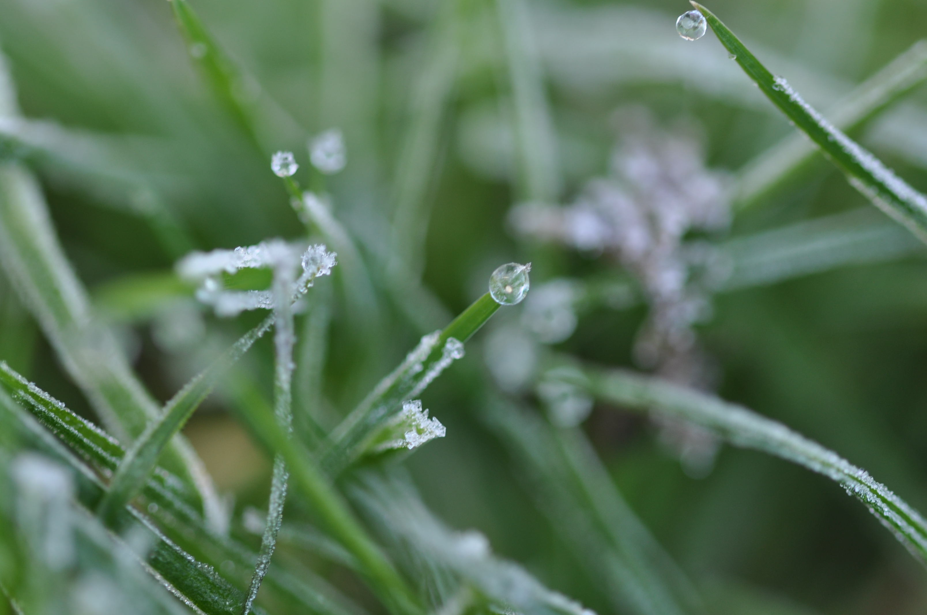 SOS froid : comment protéger vos plantes cultivées en extérieur - Tijardin  : producteur de plantes fleuries méditerranéennes