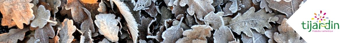 SOS froid : comment protéger vos plantes cultivées en extérieur - Tijardin  : producteur de plantes fleuries méditerranéennes