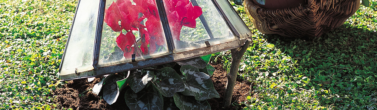 SOS froid : comment protéger vos plantes cultivées en extérieur